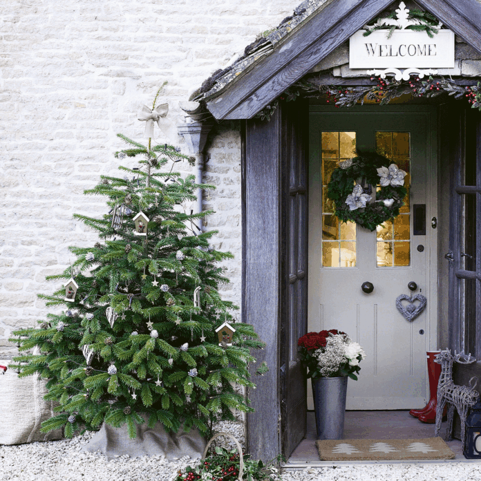 Real Christmas trees – tips for choosing and caring for real firs this December