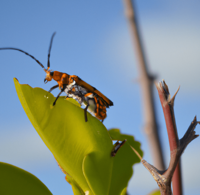 orange bugs on green leaves of new york