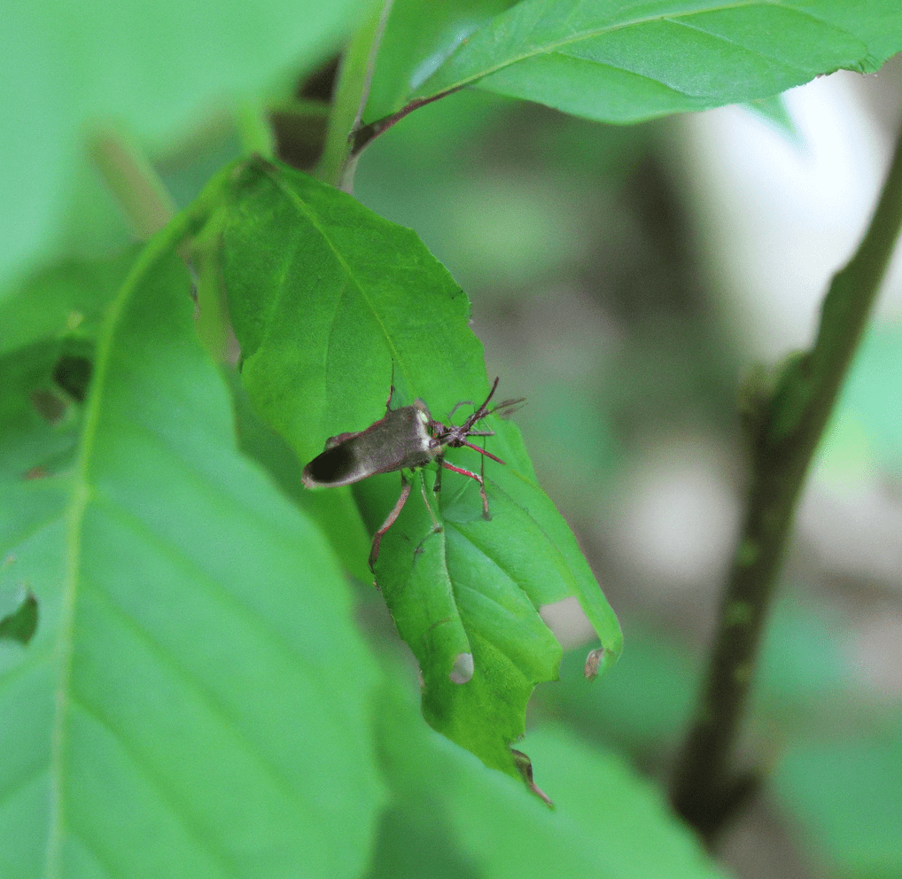 bug on leaf in Hawaii