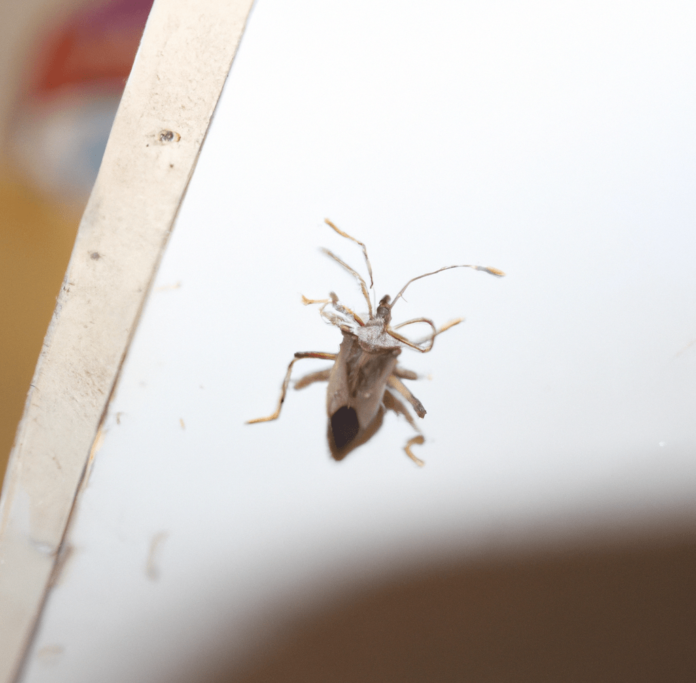 What Attracts Stink Bugs in Your House? Common Causes