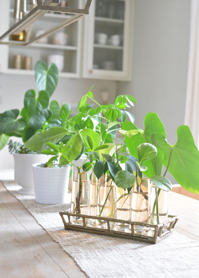 Pretty Vases for Plant Propagation