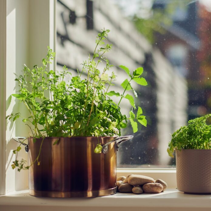 Experts reveal the herb you should be growing in your bedroom to improve your sleep (it's not lavender)