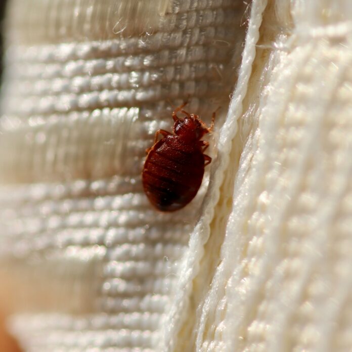 Is the UK facing a second bed bug epidemic this year? This is what the experts had to say