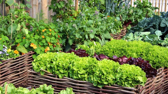 How to grow your own this spring and save on your grocery bill