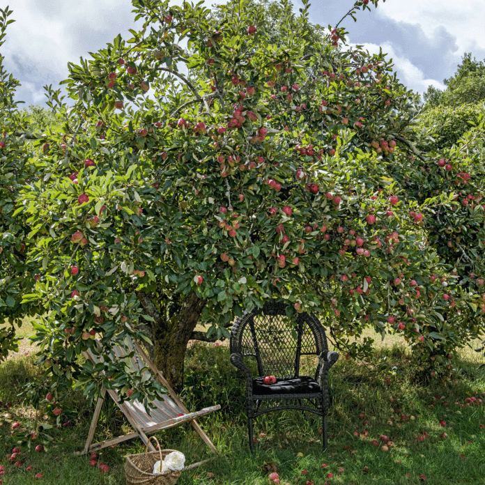 Experts say you should plant a fruit tree in your garden this autumn - here's why