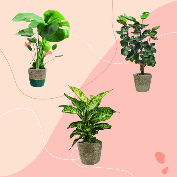 Aldi's latest Specialbuy nails this year's hottest houseplant trend – and they're a steal at £12