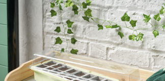 Aldi is selling a £3 windowsill greenhouse that will bring the outside indoors – and it's perfect for small spaces