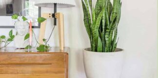 Best Indoor Plants