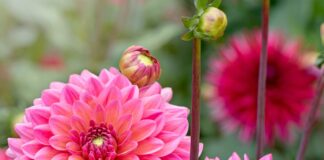 Monty Don’s top tip for growing dahlias is a must-try this February