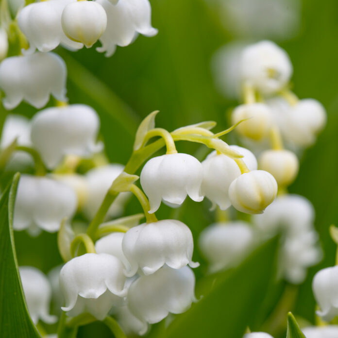 This is what every gardener should be buying at the garden centre right now for a stunning garden on a budget