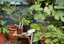 B&Q wants your old plastic plant pots – their new scheme means you can now recycle them easily in-store