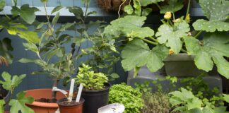 B&Q wants your old plastic plant pots – their new scheme means you can now recycle them easily in-store